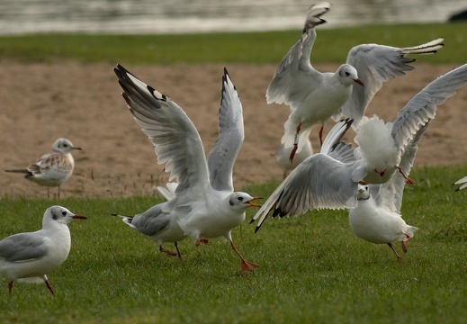 Möwen an der Müritz