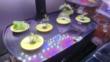 Aerogarden 1