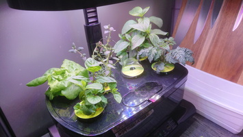 Aerogarden 2