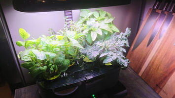 Aerogarden 4