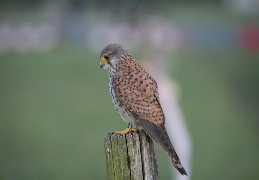 Turmfalke 8D